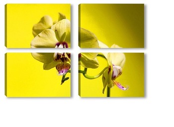 Модульная картина желтая орхидея