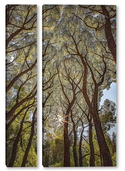 Модульная картина Исполинские деревья с яркими и красивыми кронами