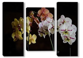 Модульная картина Орхидеи