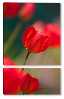 Модульная картина Тюльпаны, весна.