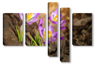 Модульная картина Purple Crocus Flowers in Spring. High quality photo..	