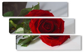 Модульная картина "красная роза на белом  фоне".