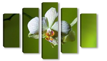 Модульная картина белые орхидеи