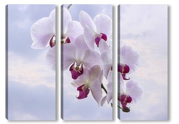 Модульная картина Ветка розовой орхидеи на фоне неба