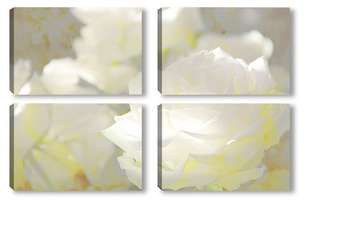 Модульная картина Белые розы