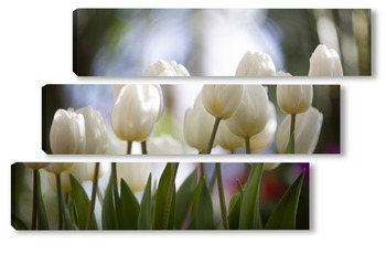 Модульная картина белые тюльпаны