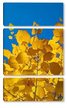 Модульная картина Кленовые листья на фоне голубого неба