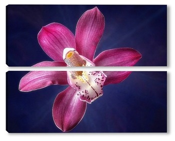 Модульная картина Цветок орхидеи цимбидиум