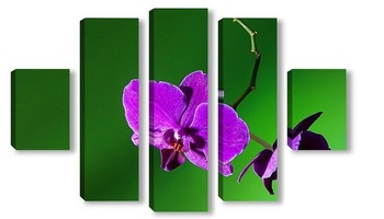 Модульная картина орхидея  