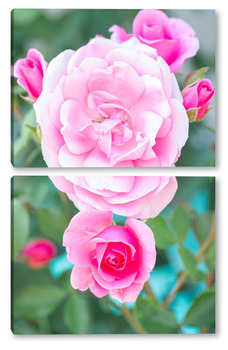 Модульная картина Pink roses in the garden. Floral summer background