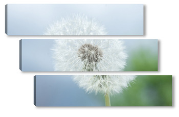 Модульная картина Dandelion seed pod in a beautiful background	
