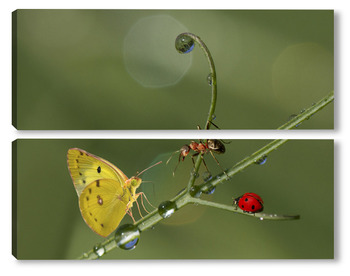 Модульная картина Бабочка, муравей и божья коровка