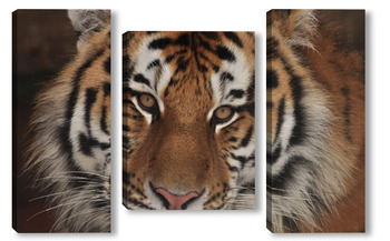 Модульная картина амурский тигр