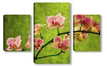 Модульная картина Ветка орхидеи фаленопсис Маленькая Каролина