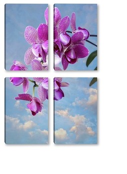 Модульная картина Цветущая гроздь орхидеи пелорик на фоне неба