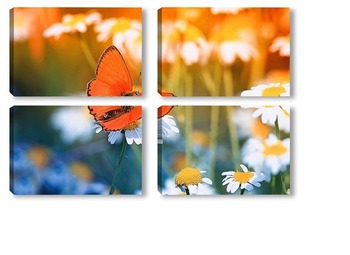 Модульная картина маленькая бабочка на цветущем поле ромашек в солнечный летний день
