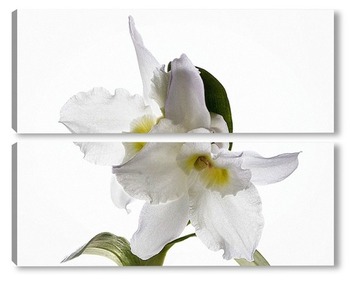 Модульная картина Орхидея дендробиум Нобиль