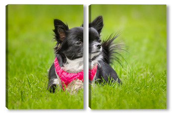 Модульная картина Funny little chihuahua dog plays on the grass.