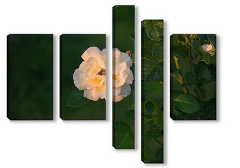 Модульная картина Белая роза на закате дня