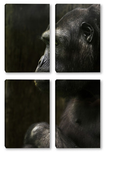 Модульная картина шимпанзе