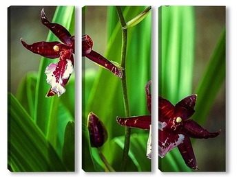 Модульная картина Орхидея камбрия