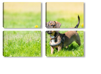 Модульная картина Miniature Dachshund standing in long grass	