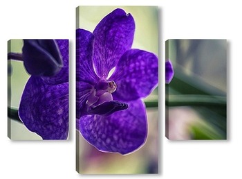 Модульная картина Орхидея ванда синяя
