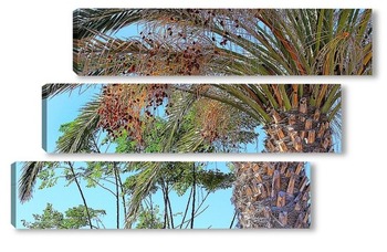 Финиковая пальма