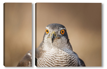 Модульная картина Northern Goshawk (Accipiter gentilis) - adult