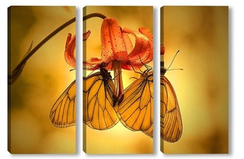 Модульная картина Бабочки на цветке лилии