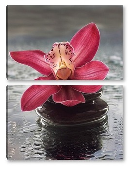 Модульная картина Розовая орхидея на мокром стекле