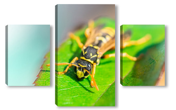 Модульная картина The wasp is sitting on green leaves. The dangerous yellow-and-black striped common Wasp sits on leaves	