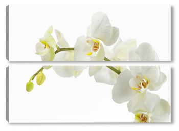 Модульная картина "Дикая Орхидея".