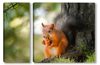 Модульная картина Squirrel in the autumn park.	