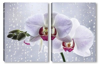 Модульная картина Орхидея на плачущем окне