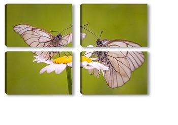 Модульная картина бабочки на цветке ромашки