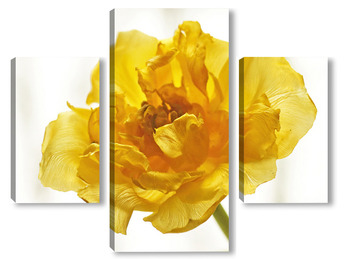 Модульная картина Желтый тюльпан