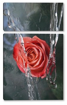 Модульная картина Прекрасная роза в потоках воды