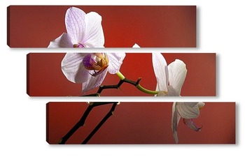 Модульная картина орхидеи 