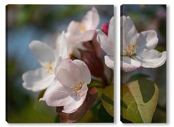 Модульная картина Цветы яблони