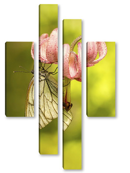Модульная картина Бабочка на цветке лилии