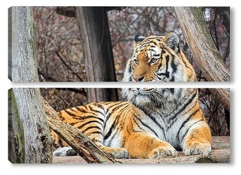 Модульная картина Тигр