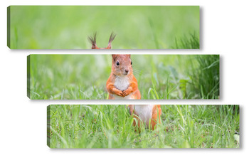 Модульная картина Red squirrel sits in the grass.