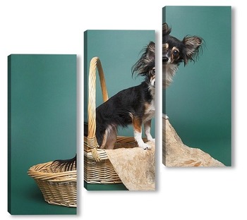 Модульная картина Забавная собака породы той-терьер в плетеной корзине на зеленом фоне