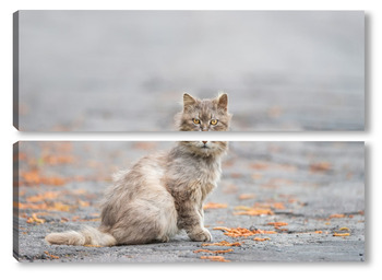 Модульная картина A cat is sitting on an asphalt road
