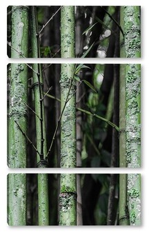 Модульная картина Бамбук