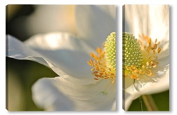Модульная картина Белый цветок