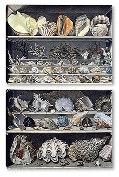 Модульная картина Коллекция раковин