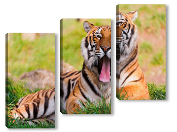 Модульная картина Тигры 30764