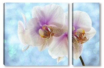 Модульная картина Орхидея фаленопсис утренняя Заря